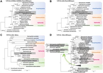 Phylogenetic relationships and lineage-specific mitochondrial gene rearrangement in Ophiuroidea: insights from mitochondrial genomes